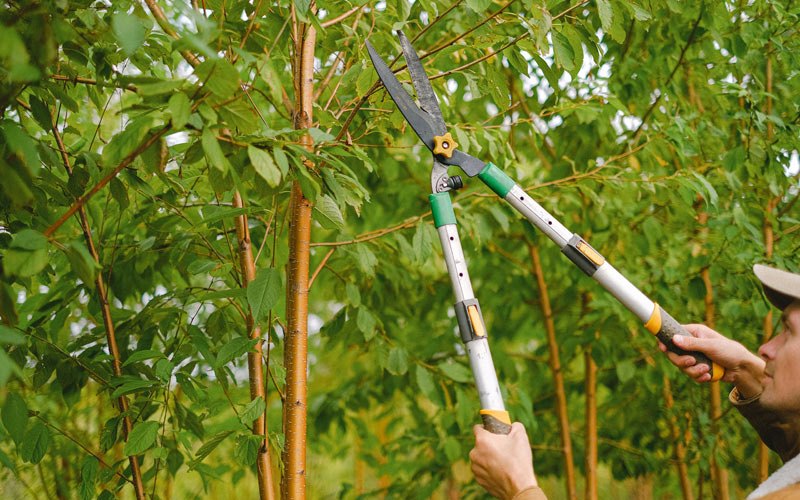Tree trimming in Aberdeen, WA