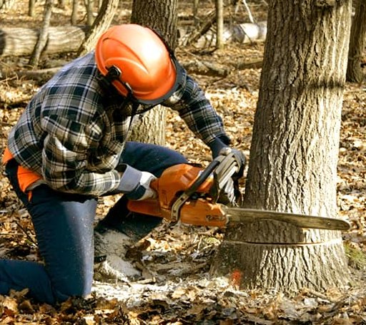 Tree Removal in Aberdeen, WA
